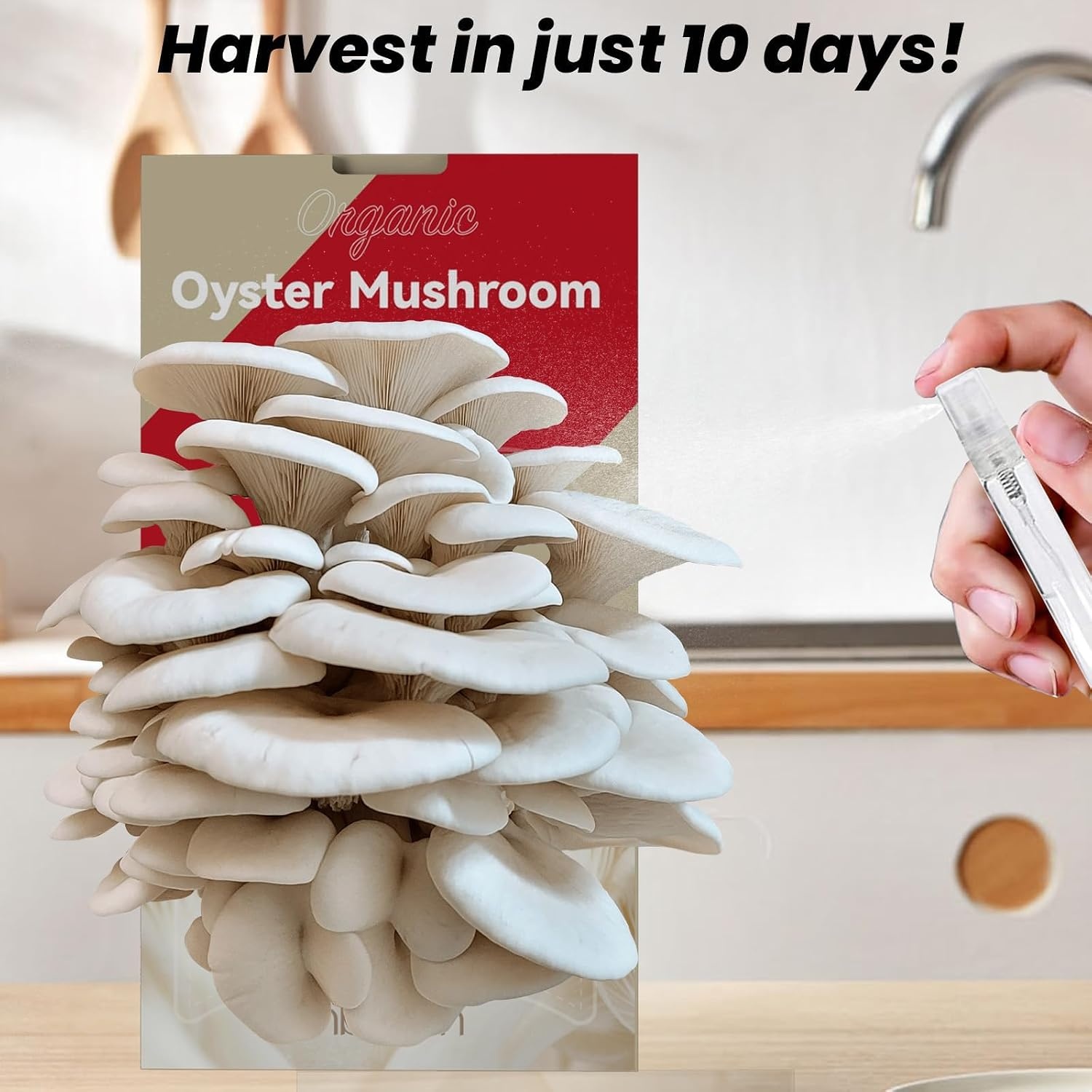inbloom 4 lbs Organic Oyster Mushroom Growing Kit | Double-Side Mushroom Growing Kit, Edible Non-GMO Mushroom Kit, Grow Mushroom at Home,Indoor Gardening Gift Great Holiday Gift(Grey)