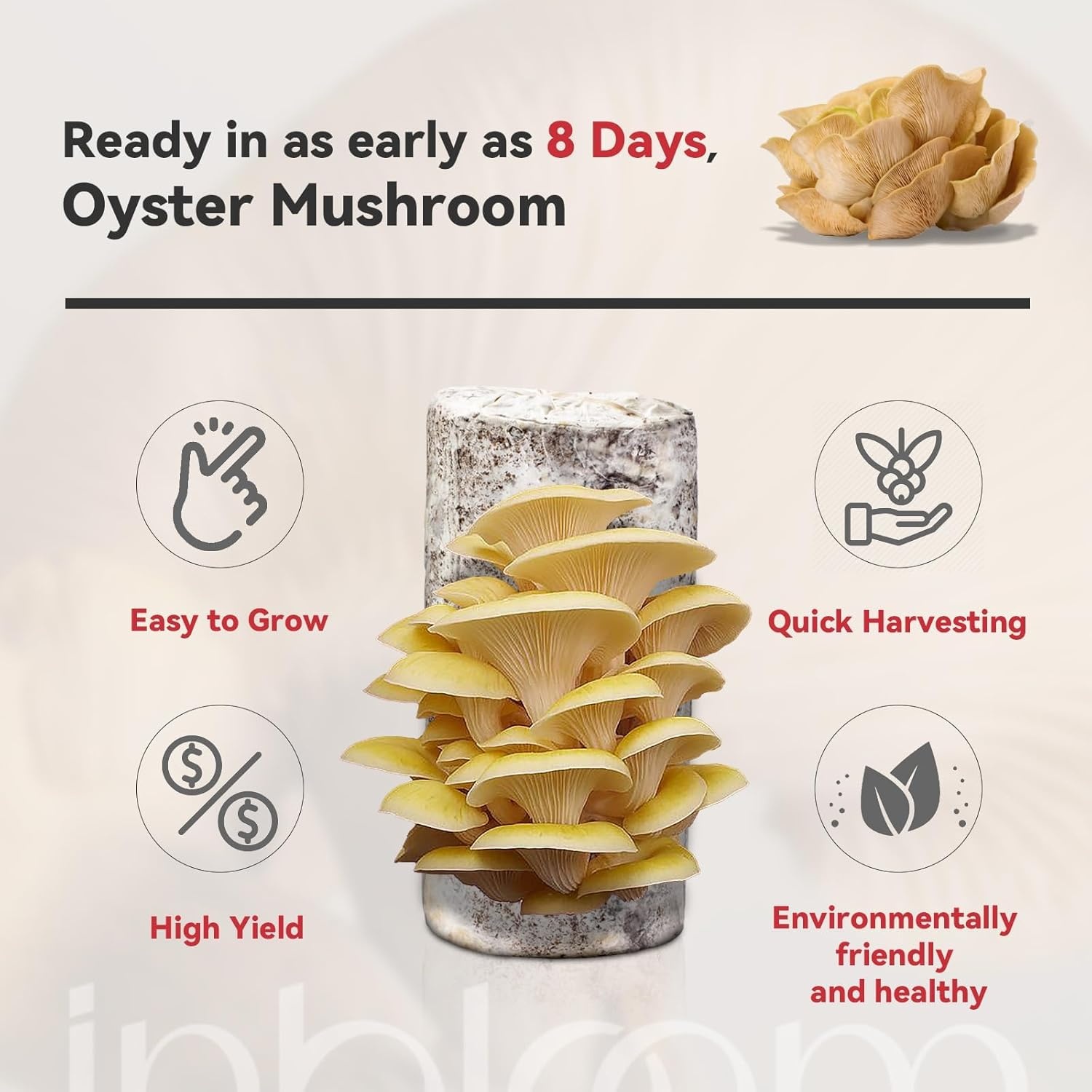 Inbloom Large Organic Golden Oyster Mushroom Growing Kit, Beginner-Friendly Yellow Mushroom Grow Kit, MD USA Non-GMO Mushroom Kit, Harvest Mushrooms in 10 Days at Home(Yellow Oyster Mushroom Growing Kit)