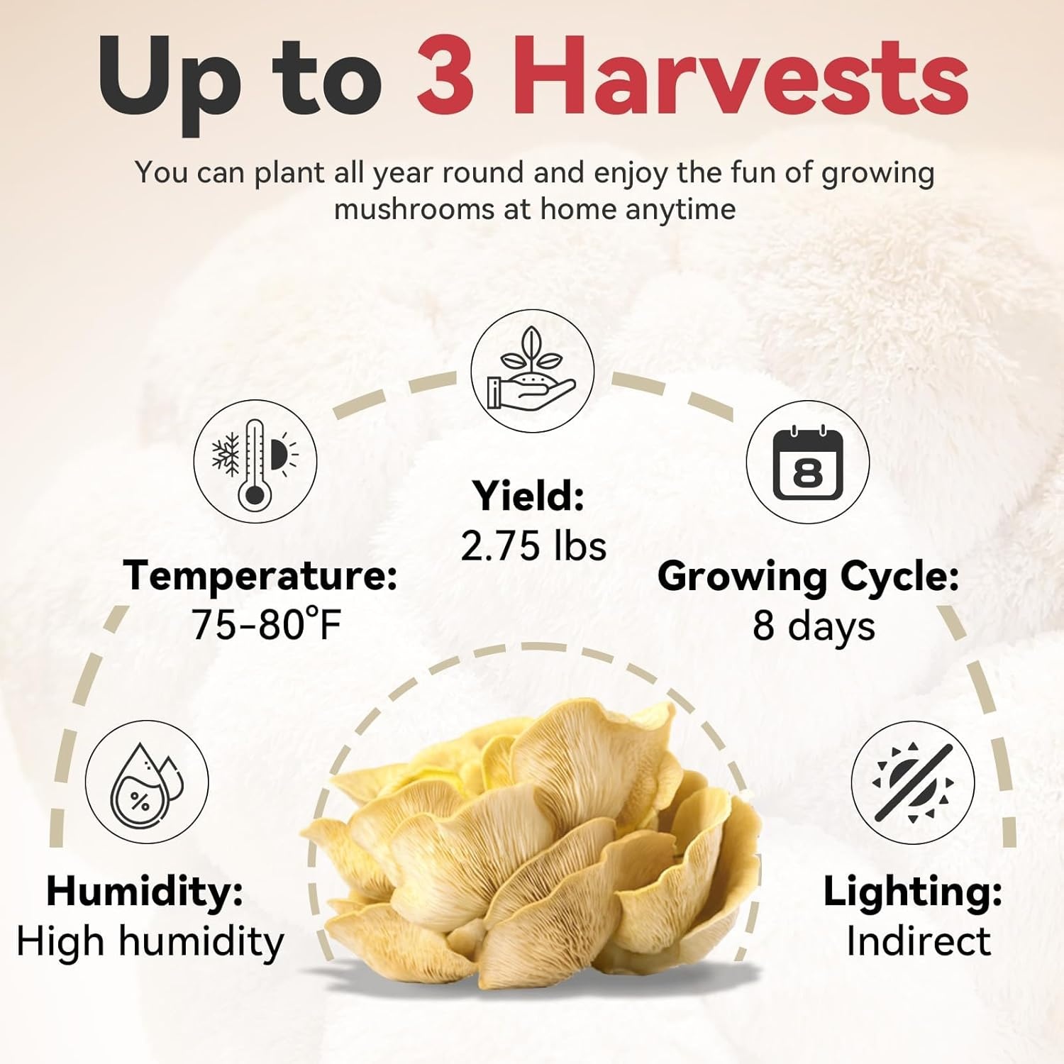 Inbloom Large Organic Golden Oyster Mushroom Growing Kit, Beginner-Friendly Yellow Mushroom Grow Kit, MD USA Non-GMO Mushroom Kit, Harvest Mushrooms in 10 Days at Home(Yellow Oyster Mushroom Growing Kit)