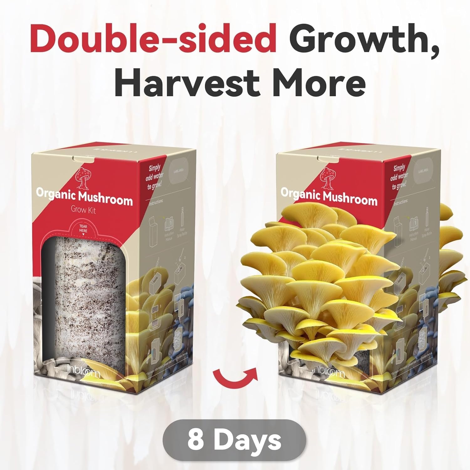 Inbloom Large Organic Golden Oyster Mushroom Growing Kit, Beginner-Friendly Yellow Mushroom Grow Kit, MD USA Non-GMO Mushroom Kit, Harvest Mushrooms in 10 Days at Home(Yellow Oyster Mushroom Growing Kit)