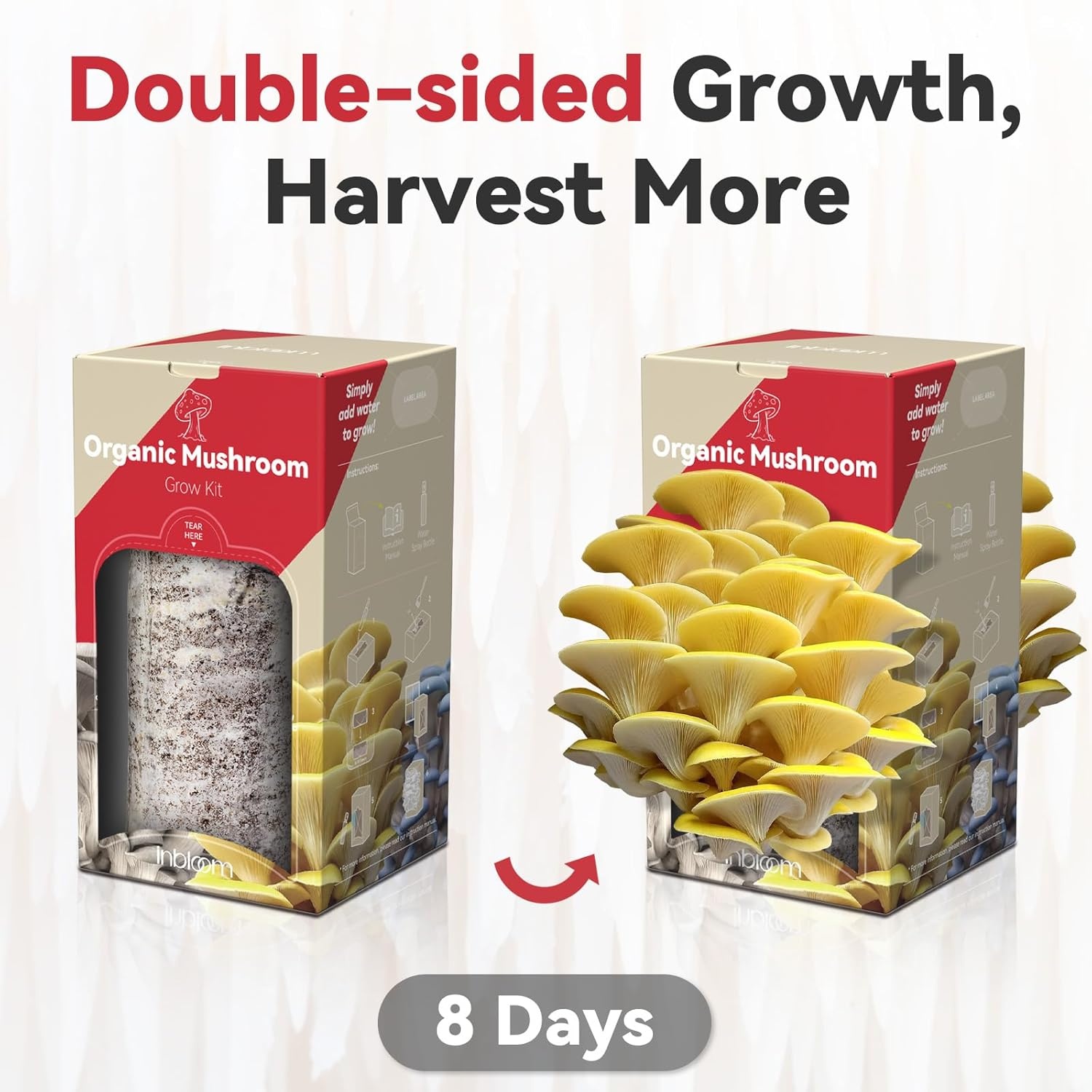 inbloom Organic Oyster Mushroom Growing Kit with Spray, Harvest Fresh Mushrooms at Home, Beginner Friendly & Easy to Use, Unique Gardening Gift for Holiday, Handmade in New Jersey, USA(Golden Oyster Mushroom)