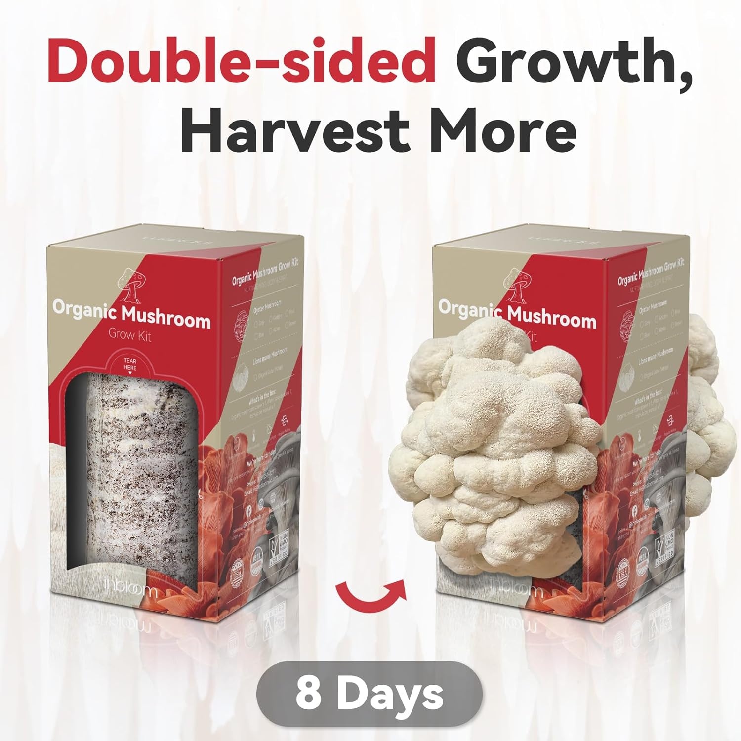 inbloom Organic Oyster Mushroom Growing Kit with Spray, Harvest Fresh Mushrooms at Home, Beginner Friendly & Easy to Use, Unique Gardening Gift for Holiday, Handmade in New Jersey, USA(Lion’s Mane)