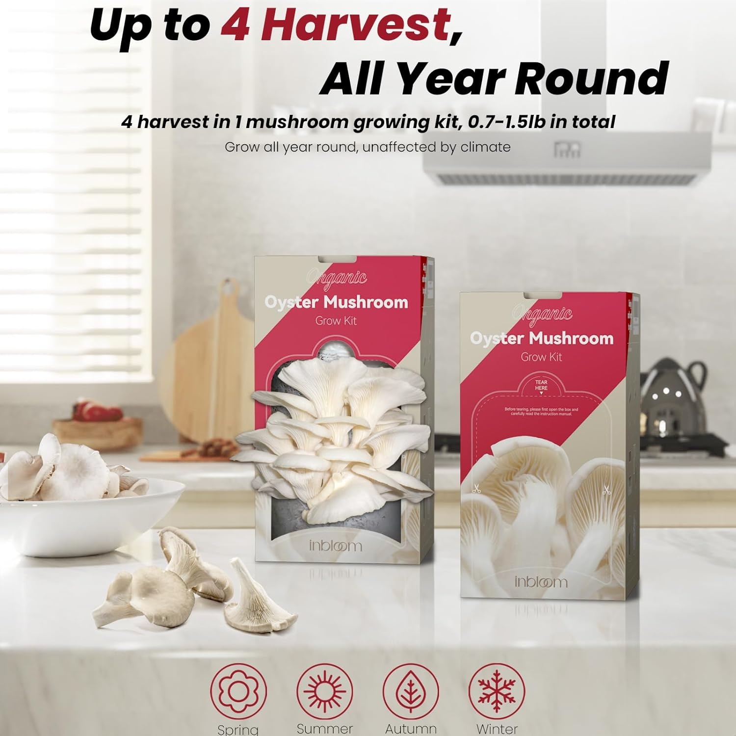 Inbloom Large Organic Golden Oyster Mushroom Growing Kit, Beginner-Friendly Yellow Mushroom Grow Kit, MD USA Non-GMO Mushroom Kit, Harvest Mushrooms in 10 Days at Home(Oyster Mushroom)